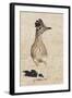 Greater Roadrunner-Hal Beral-Framed Photographic Print