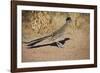 Greater Roadrunner-null-Framed Photographic Print