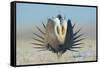 Greater Sage-Grouse (Centrocercus Urophasianus) Male Displaying on a Lek in Snow-Gerrit Vyn-Framed Stretched Canvas