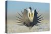 Greater Sage-Grouse (Centrocercus Urophasianus) Male Displaying on a Lek in Snow-Gerrit Vyn-Stretched Canvas