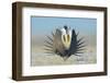Greater Sage-Grouse (Centrocercus Urophasianus) Male Displaying on a Lek in Snow-Gerrit Vyn-Framed Photographic Print