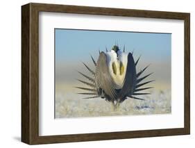 Greater Sage-Grouse (Centrocercus Urophasianus) Male Displaying on a Lek in Snow-Gerrit Vyn-Framed Photographic Print