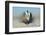 Greater Sage-Grouse (Centrocercus Urophasianus) Male Displaying on a Lek in Snow-Gerrit Vyn-Framed Photographic Print