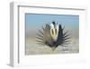 Greater Sage-Grouse (Centrocercus Urophasianus) Male Displaying on a Lek in Snow-Gerrit Vyn-Framed Photographic Print