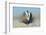 Greater Sage-Grouse (Centrocercus Urophasianus) Male Displaying on a Lek in Snow-Gerrit Vyn-Framed Photographic Print