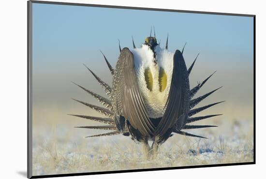 Greater Sage-Grouse (Centrocercus Urophasianus) Male Displaying on a Lek in Snow-Gerrit Vyn-Mounted Photographic Print