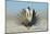 Greater Sage-Grouse (Centrocercus Urophasianus) Male Displaying on a Lek in Snow-Gerrit Vyn-Mounted Photographic Print