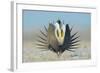 Greater Sage-Grouse (Centrocercus Urophasianus) Male Displaying on a Lek in Snow-Gerrit Vyn-Framed Photographic Print