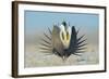 Greater Sage-Grouse (Centrocercus Urophasianus) Male Displaying on a Lek in Snow-Gerrit Vyn-Framed Photographic Print