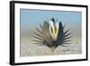 Greater Sage-Grouse (Centrocercus Urophasianus) Male Displaying on a Lek in Snow-Gerrit Vyn-Framed Photographic Print