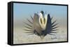 Greater Sage-Grouse (Centrocercus Urophasianus) Male Displaying on a Lek in Snow-Gerrit Vyn-Framed Stretched Canvas