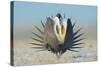 Greater Sage-Grouse (Centrocercus Urophasianus) Male Displaying on a Lek in Snow-Gerrit Vyn-Stretched Canvas