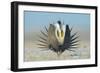 Greater Sage-Grouse (Centrocercus Urophasianus) Male Displaying on a Lek in Snow-Gerrit Vyn-Framed Photographic Print