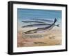 Greater Sandeel (Hyperoplus Lanceolatus), Ammodytidae-null-Framed Giclee Print