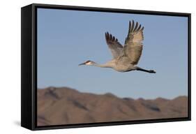 Greater Sandhill Crane (Grus Canadensis Tabida)-Richard Maschmeyer-Framed Stretched Canvas