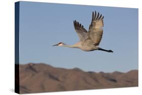 Greater Sandhill Crane (Grus Canadensis Tabida)-Richard Maschmeyer-Stretched Canvas