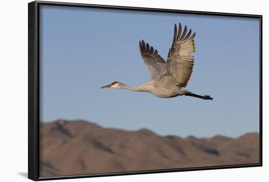 Greater Sandhill Crane (Grus Canadensis Tabida)-Richard Maschmeyer-Framed Photographic Print