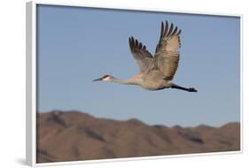 Greater Sandhill Crane (Grus Canadensis Tabida)-Richard Maschmeyer-Framed Photographic Print