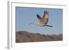 Greater Sandhill Crane (Grus Canadensis Tabida)-Richard Maschmeyer-Framed Photographic Print
