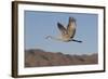 Greater Sandhill Crane (Grus Canadensis Tabida)-Richard Maschmeyer-Framed Photographic Print