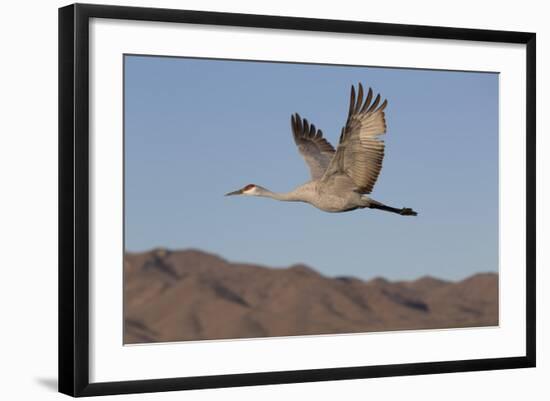 Greater Sandhill Crane (Grus Canadensis Tabida)-Richard Maschmeyer-Framed Photographic Print