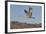 Greater Sandhill Crane (Grus Canadensis Tabida)-Richard Maschmeyer-Framed Photographic Print