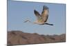 Greater Sandhill Crane (Grus Canadensis Tabida)-Richard Maschmeyer-Mounted Photographic Print