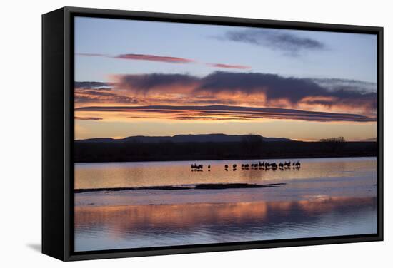 Greater Sandhill Cranes (Grus Canadensis Tabida) at Sunrise-Richard Maschmeyer-Framed Stretched Canvas