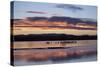 Greater Sandhill Cranes (Grus Canadensis Tabida) at Sunrise-Richard Maschmeyer-Stretched Canvas