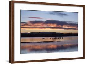 Greater Sandhill Cranes (Grus Canadensis Tabida) at Sunrise-Richard Maschmeyer-Framed Photographic Print