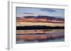 Greater Sandhill Cranes (Grus Canadensis Tabida) at Sunrise-Richard Maschmeyer-Framed Photographic Print