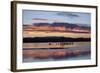 Greater Sandhill Cranes (Grus Canadensis Tabida) at Sunrise-Richard Maschmeyer-Framed Photographic Print