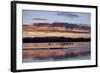 Greater Sandhill Cranes (Grus Canadensis Tabida) at Sunrise-Richard Maschmeyer-Framed Photographic Print