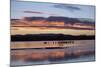 Greater Sandhill Cranes (Grus Canadensis Tabida) at Sunrise-Richard Maschmeyer-Mounted Photographic Print
