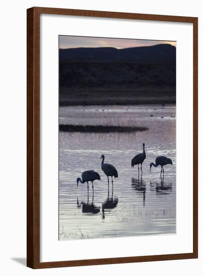 Greater Sandhill Cranes (Grus Canadensis Tabida) at Sunset-Richard Maschmeyer-Framed Photographic Print