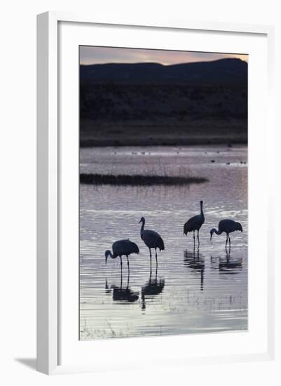 Greater Sandhill Cranes (Grus Canadensis Tabida) at Sunset-Richard Maschmeyer-Framed Photographic Print