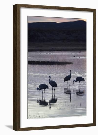 Greater Sandhill Cranes (Grus Canadensis Tabida) at Sunset-Richard Maschmeyer-Framed Photographic Print
