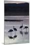 Greater Sandhill Cranes (Grus Canadensis Tabida) at Sunset-Richard Maschmeyer-Mounted Photographic Print