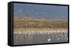 Greater Sandhill Cranes (Grus Canadensis Tabida) Gray in Color-Richard Maschmeyer-Framed Stretched Canvas