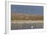 Greater Sandhill Cranes (Grus Canadensis Tabida) Gray in Color-Richard Maschmeyer-Framed Photographic Print