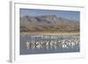 Greater Sandhill Cranes (Grus Canadensis Tabida) Gray in Color-Richard Maschmeyer-Framed Photographic Print