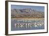Greater Sandhill Cranes (Grus Canadensis Tabida) Gray in Color-Richard Maschmeyer-Framed Photographic Print