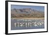 Greater Sandhill Cranes (Grus Canadensis Tabida) Gray in Color-Richard Maschmeyer-Framed Photographic Print