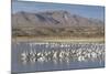 Greater Sandhill Cranes (Grus Canadensis Tabida) Gray in Color-Richard Maschmeyer-Mounted Photographic Print