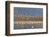 Greater Sandhill Cranes (Grus Canadensis Tabida) Gray in Color-Richard Maschmeyer-Framed Photographic Print