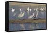 Greater Sandhill Cranes (Grus Canadensis Tabida) Grey Color-Richard Maschmeyer-Framed Stretched Canvas