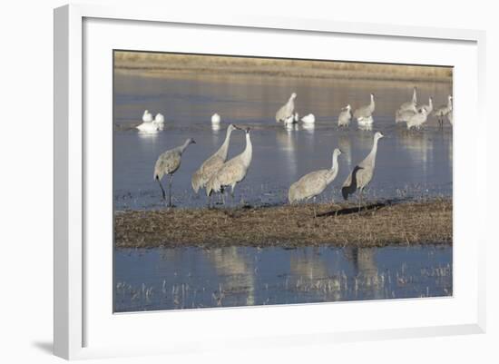 Greater Sandhill Cranes (Grus Canadensis Tabida) Grey Color-Richard Maschmeyer-Framed Photographic Print