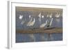 Greater Sandhill Cranes (Grus Canadensis Tabida) Grey Color-Richard Maschmeyer-Framed Photographic Print