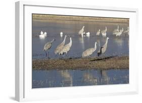 Greater Sandhill Cranes (Grus Canadensis Tabida) Grey Color-Richard Maschmeyer-Framed Photographic Print