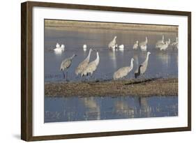 Greater Sandhill Cranes (Grus Canadensis Tabida) Grey Color-Richard Maschmeyer-Framed Photographic Print